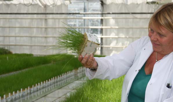 Salt-tolerance backed by science. Woman holding a grass test